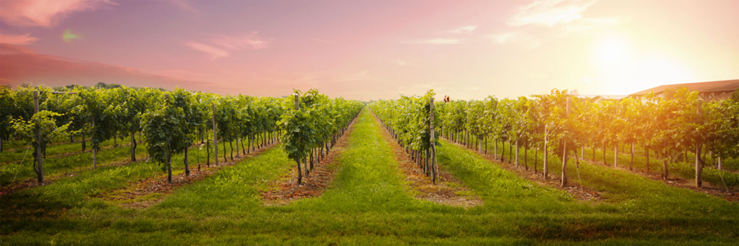 ANMELDUNG ZUM 1. MHM HR - KUNDEN-WEIN-TASTING (VIRTUEL)